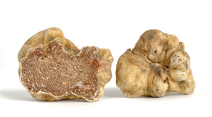 tartufo bianco