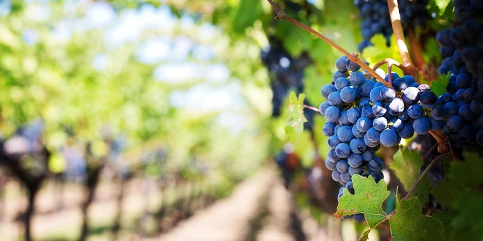 vendemmia
